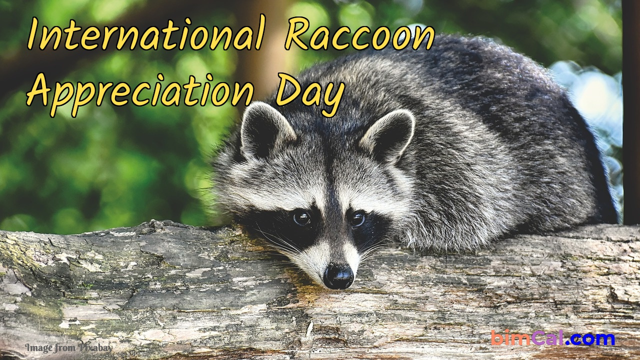 International Raccoon Appreciation Day 2025 regarding October 1St Is National What Day 2025