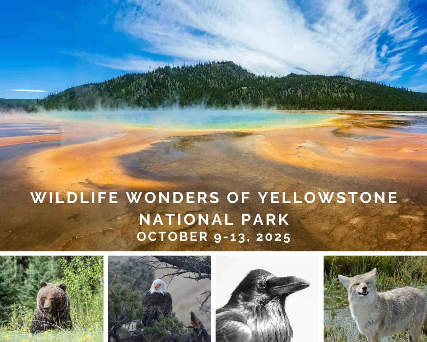 Wildlife Safari: Explore Yellowstone&amp;#039;S Fall Wonders for Yellowstone National Park In October 2025