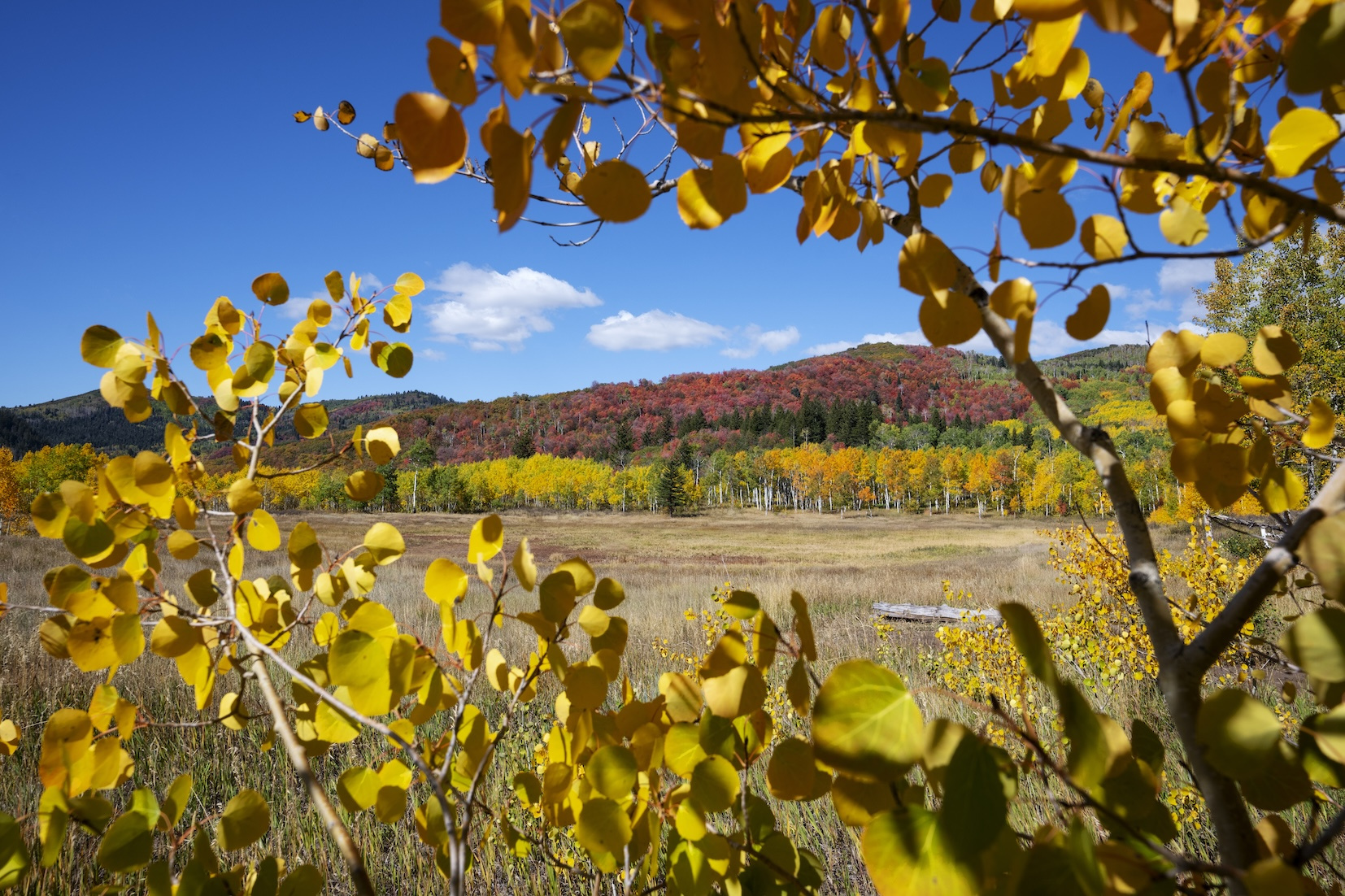 Zion National Park Fall Foliage 2025: Best Colors, Trails &amp; Tips for Zion National Park In October 2025