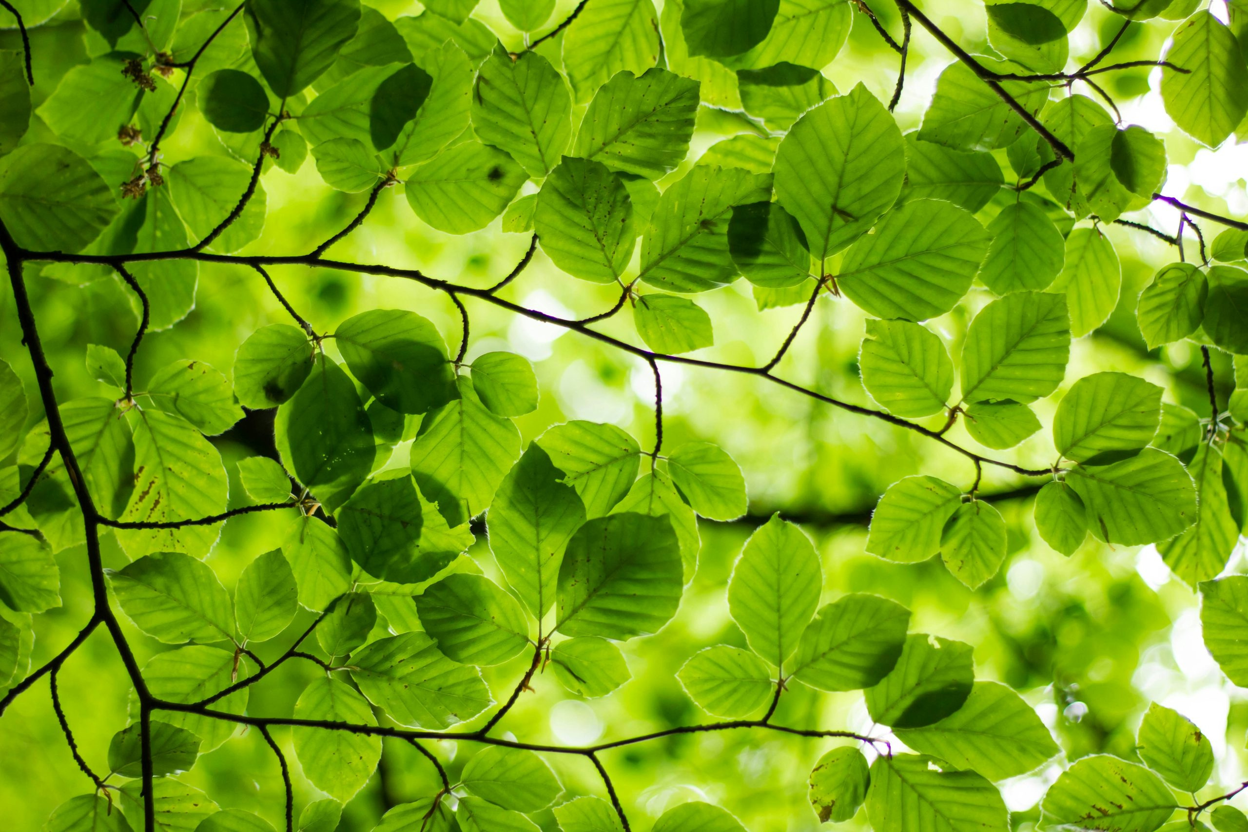 29 - 30 Nov: National Tree Week - Eureka! Science + Discovery with National Tree Week November 2025